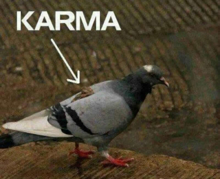 Pokakalo goluba: Karma je okrutna