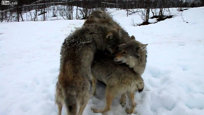 Video: Prepoznajete li svoje pse u ovim vukovima?