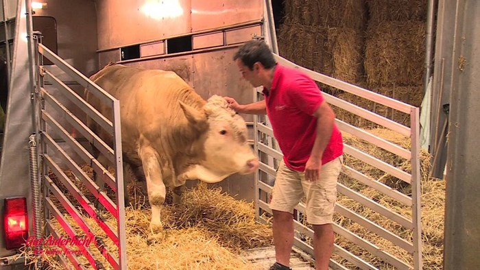 VIDEO: Ovaj bik je cijeli život na lancima. Pogledajte tu sreću kad ga oslobode!