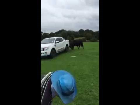 RISKIRAO ŽIVOT: 81-godišnjak se pokušao boriti s bikom!