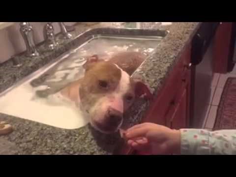 Zlostavljani pitbull doživio svoje posljednje toplo kupanje, pogledajte kako uživa