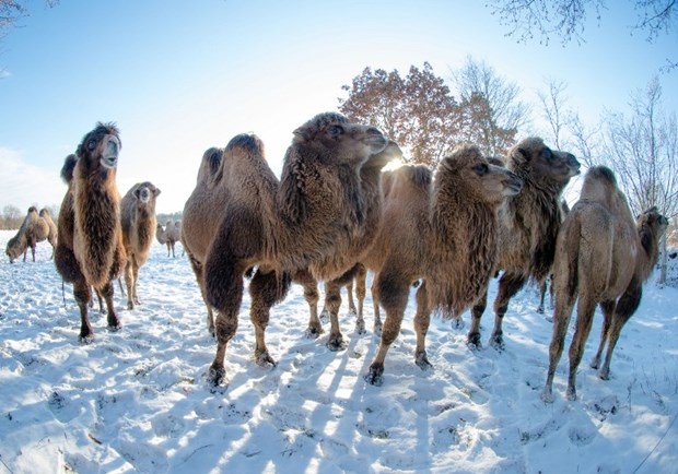 Deve "zapele" u snijegu