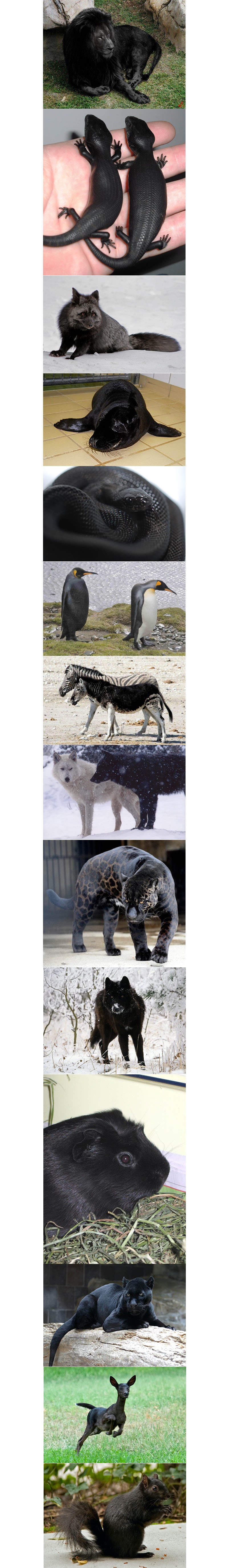 Melanizam: Jeste li ikada vidjeli potpuno crnog lava?