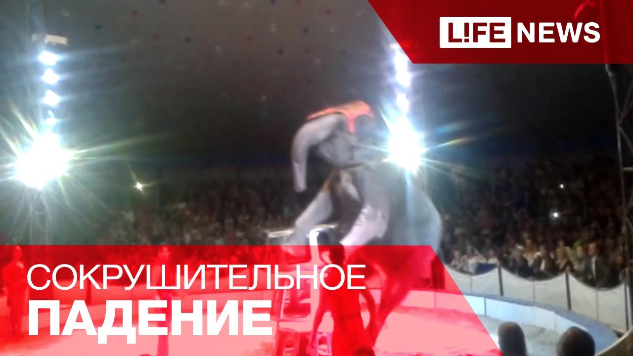 VIDEO: Užas cirkusa - nesretni slon pao usred točke, prijatelji slonovi krenuli kroz ljude pomoći
