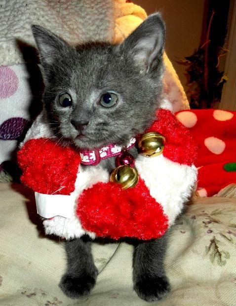 Zvončiči, zvočni čičniči zvon..čič hik, hik...