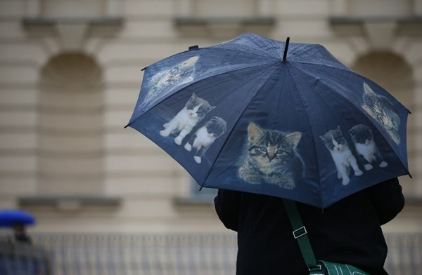 Kišobran s mačkicama - za razvedriti tmuran dan