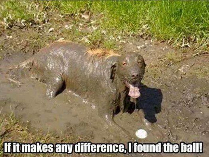 Blatni retriever