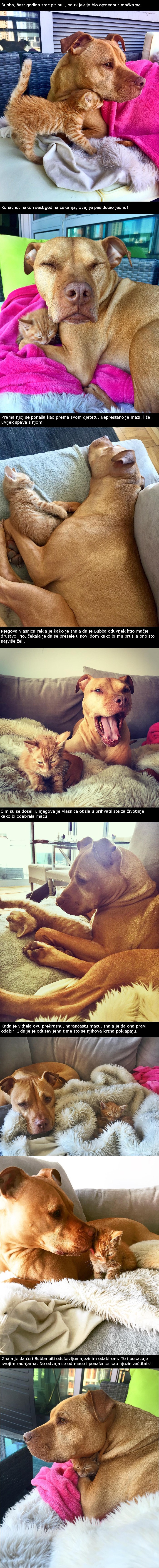 Udomila je napuštenu macu, a njezin joj je pas postao pravi roditelj