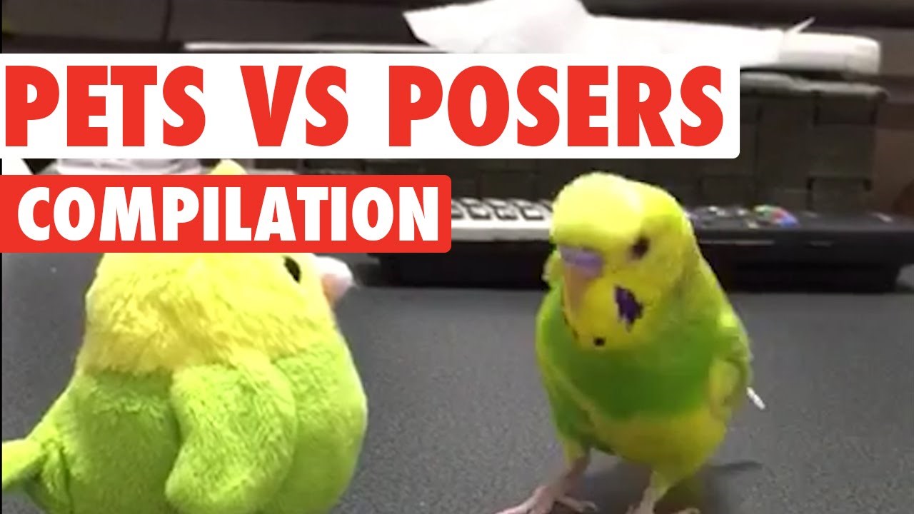 Nabrijani ljubimci protiv igračaka!