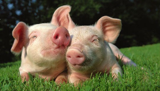 Preslatki praščići