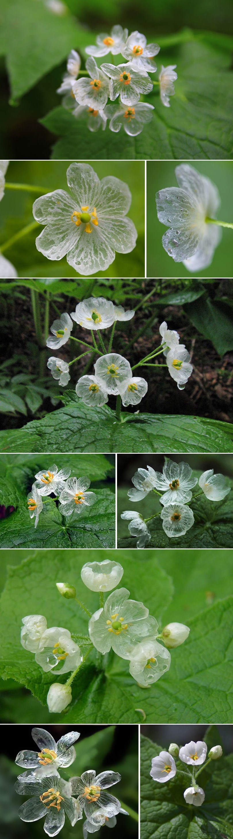 GALERIJA: "Kosturski cvijet" na kiši postaje potpuno proziran