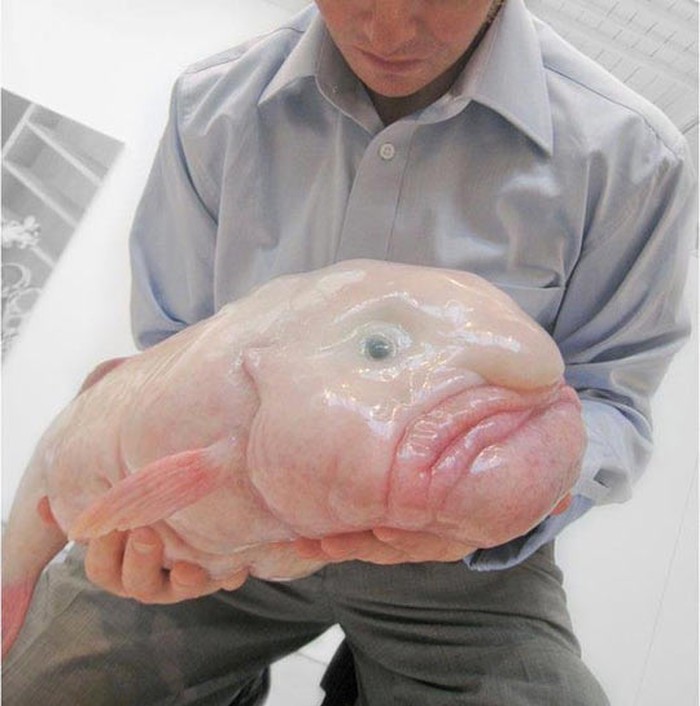 Blob fish - s nekima se bog grdo našalio