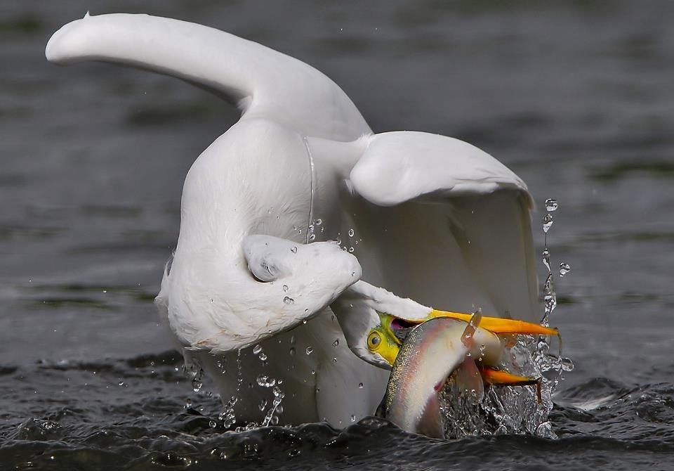 Kad je hrana u pitanju, akrobacije ima u malom prstu