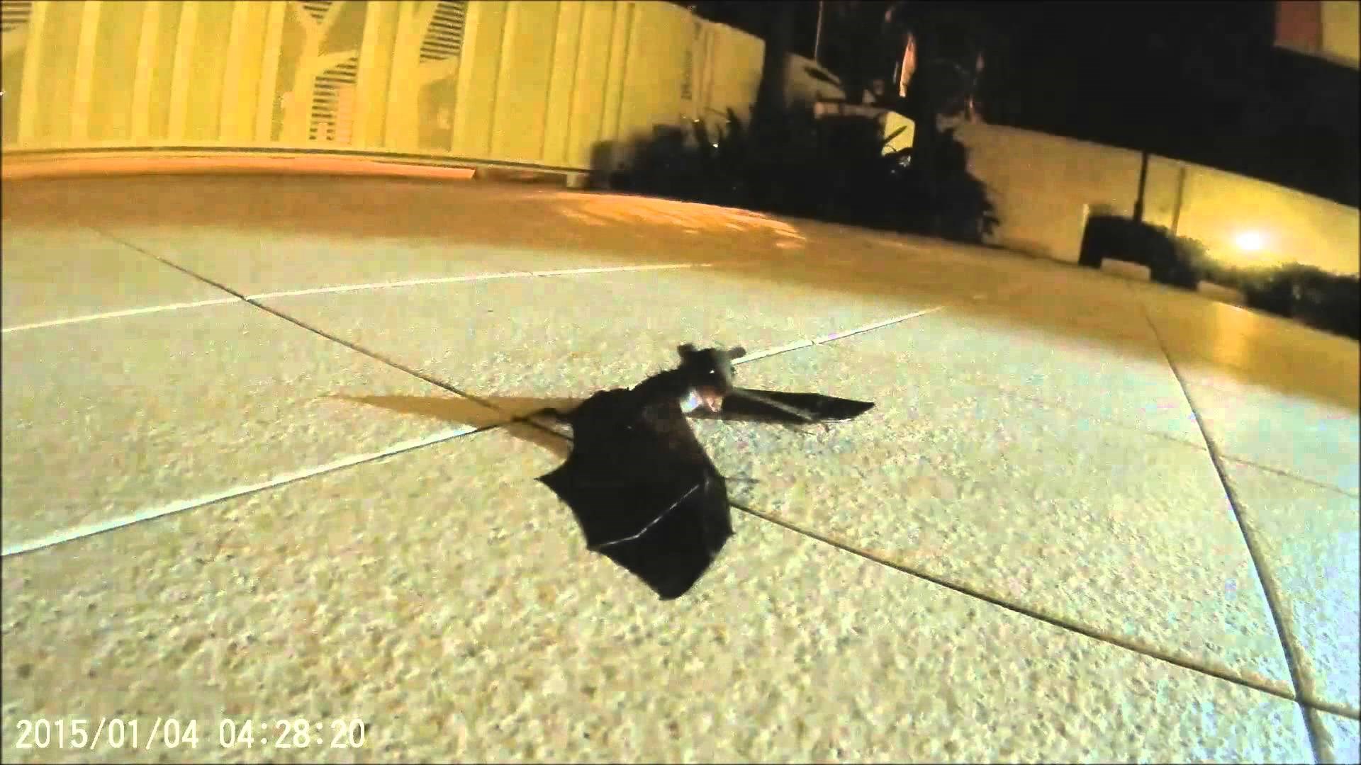 VIDEO: Majke - pravi superheroji