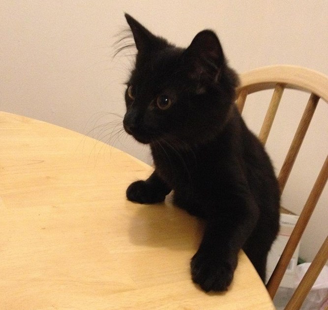 Misliš li ti servirati doručak ili da lupim šapom o stol!?