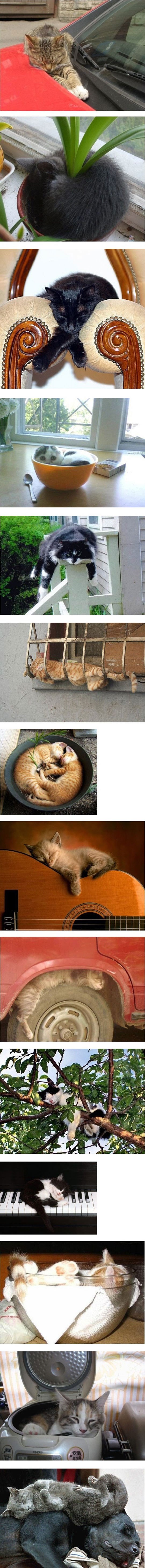 Kad si mačka, sve ti je dopušteno, jer ti to zaslužuješ