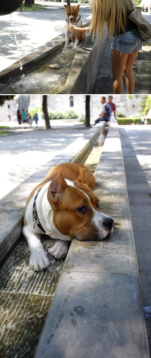 Te pasje vrućine...