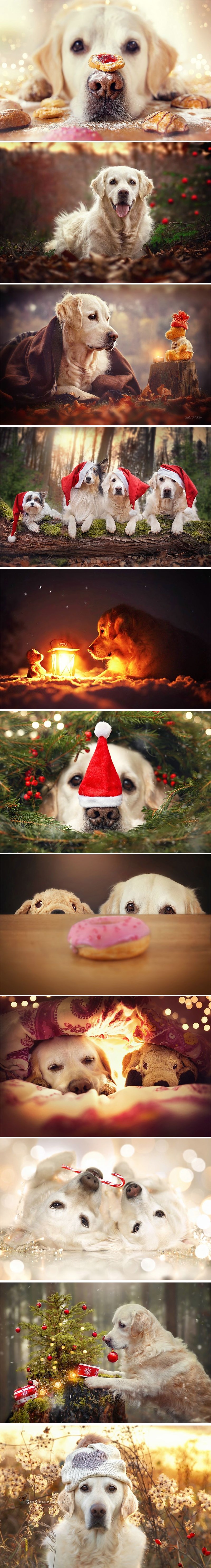 Četveronožni čupavci odmaraju njuške u predblagdanskoj atmosferi