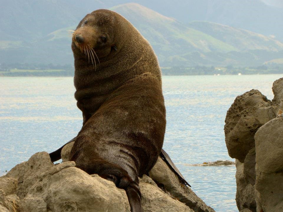 Tuljanica pozerica odlučila snimiti editorijal
