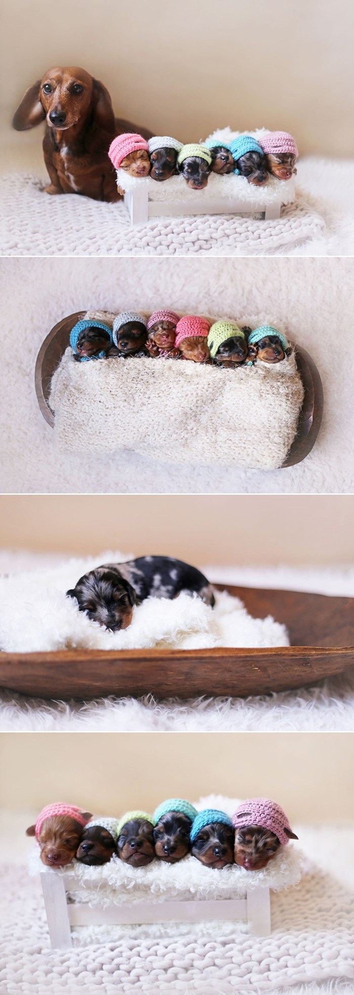 Ponosna mama pas-kobasica pozira sa slatkim novorođenim "kobasičicama"