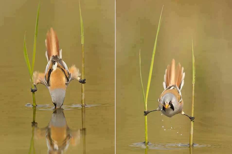 Akrobatska ptičica razvila "nindža taktiku"