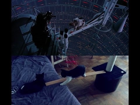 VIDEO Rekreirao je najpoznatiju scenu iz Ratova zvijezda, ali s MAČKAMA! Rezultat je genijalan!