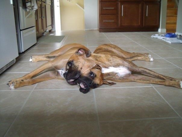 Sravnili se sa zemljom - "umoran ko pas" u punom izdanju