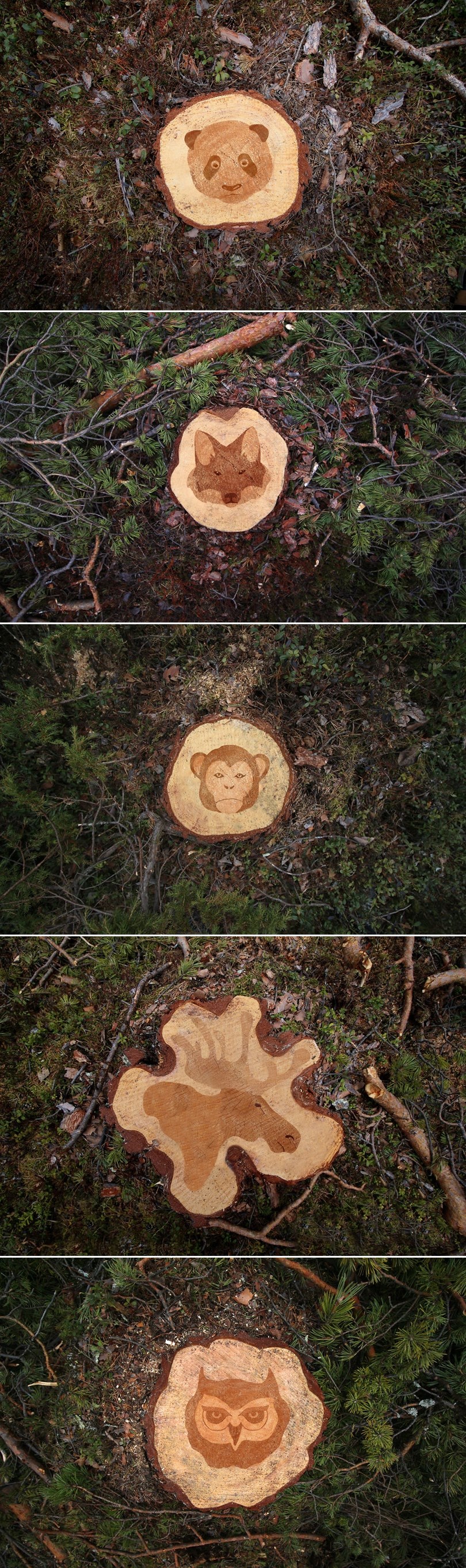 GALERIJA: Drvo nije samo drvo, ono je dom