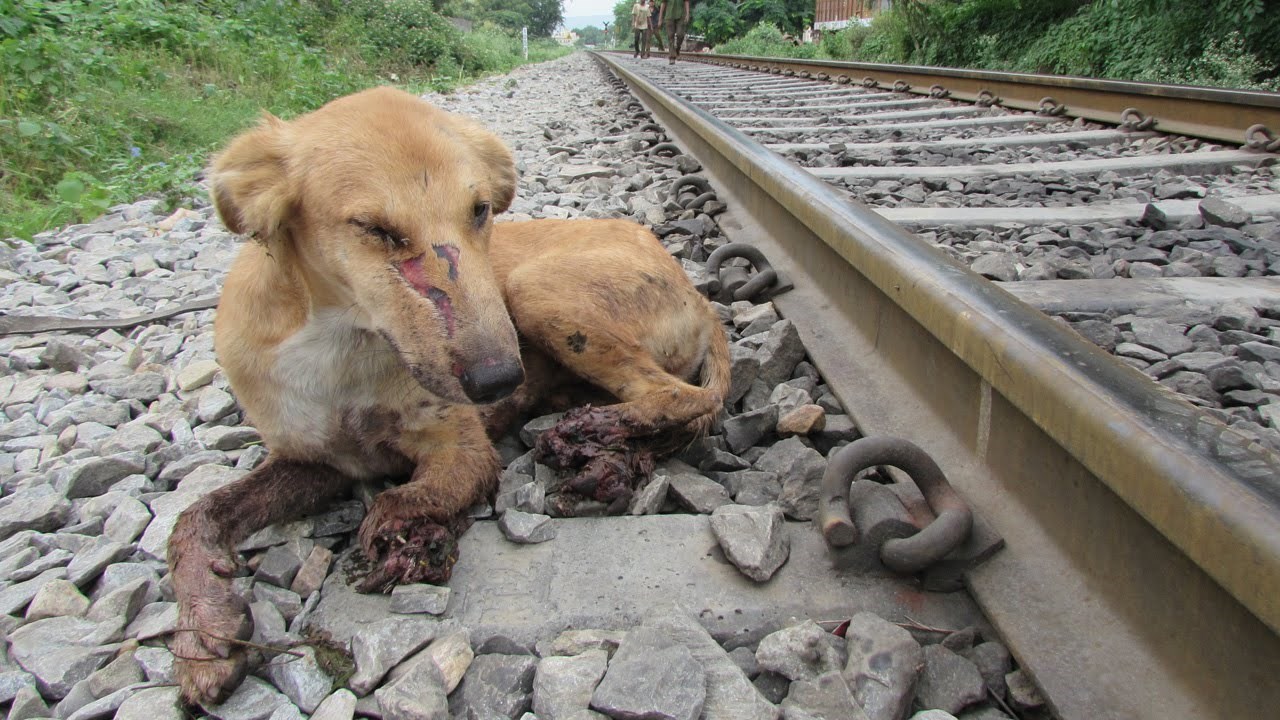 UZNEMIRUJUĆE: Ovom je psu vlak uništio noge, ali nije mu slomio duh!
