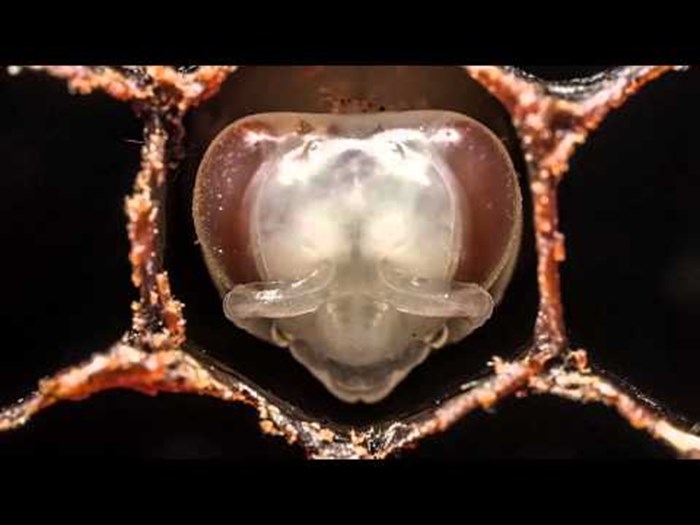 VIDEO: Kako nastaje pčela - genijalni timelapse prva tri tjedna u životu malih zujalica