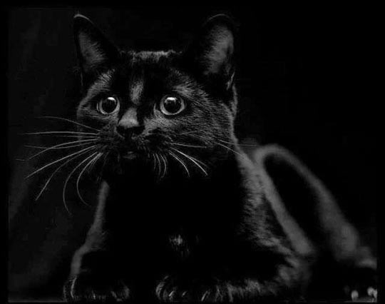 Kako za ovu ljepoticu možeš reći da je "nesreća"?