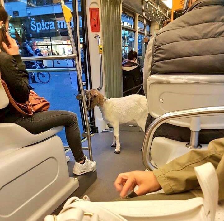 Nevjerojatan prizor iz zagrebačkog tramvaja: Tko se to vozi bez karte?!