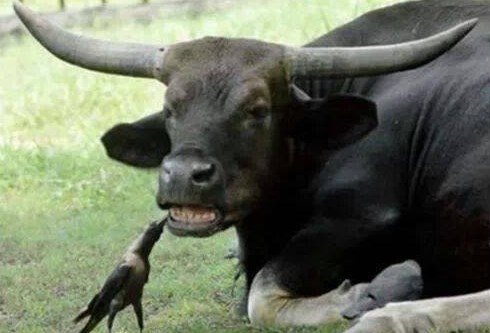 Stari, mislim da ti je zapelo neš među zubima