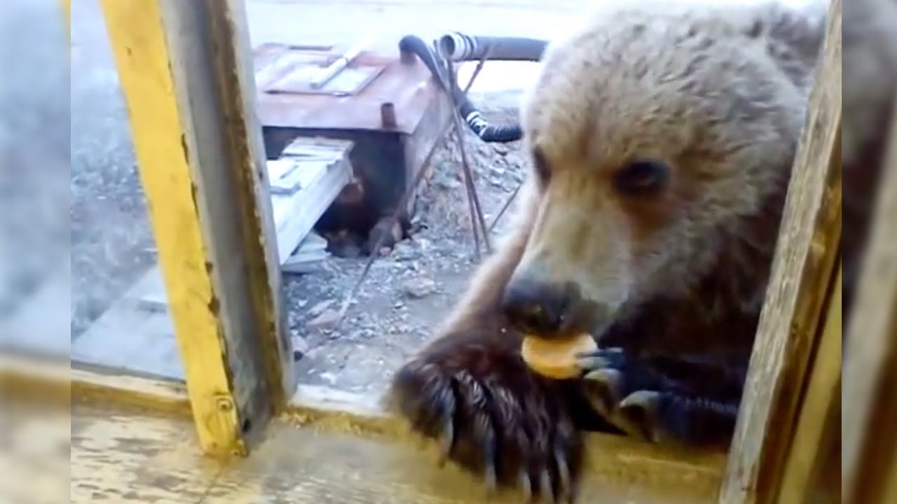 Gladni medo pokucao na prozor, otvorili ruski naftaši