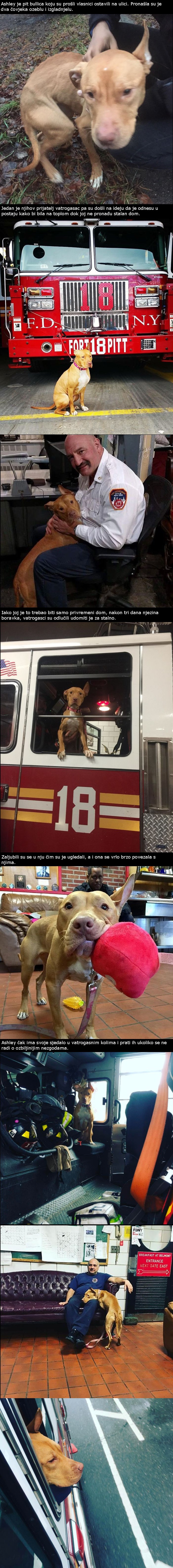 Bivši vlasnici ostavili su je na ulici da umre od gladi, a onda je neplanski dobila stalan dom