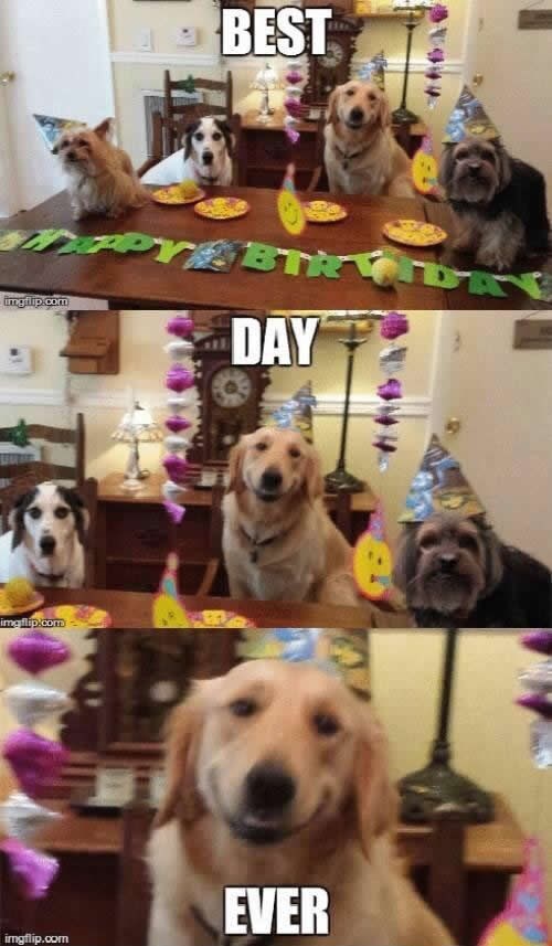 Galerija: Razdragani pas uživa na rođendan