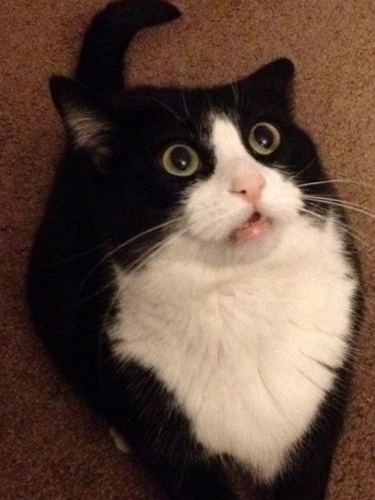 Vidim hranu... vidim hranu... vidim HRANU!!!