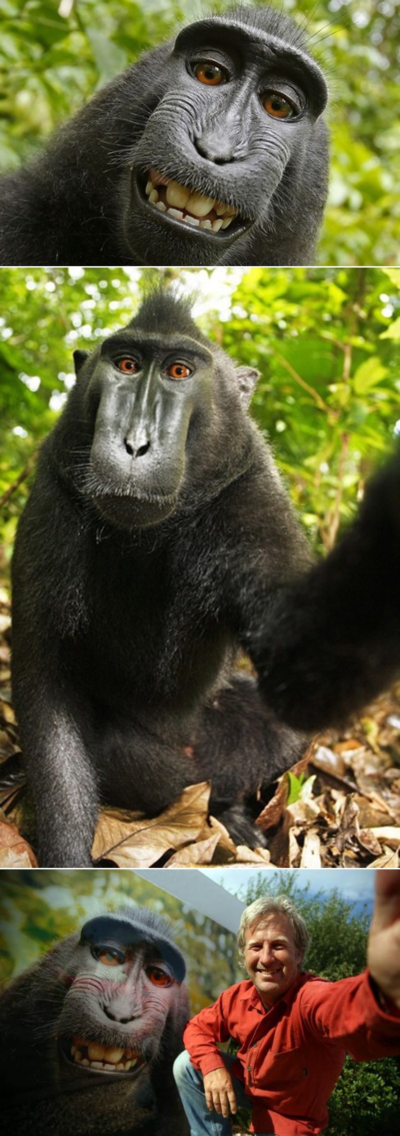 GALERIJA: Naruto - prvi majmun sa autorskim pravima na selfie