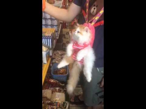 VIDEO: Kad te žena natjera da mačku povedeš u šoping