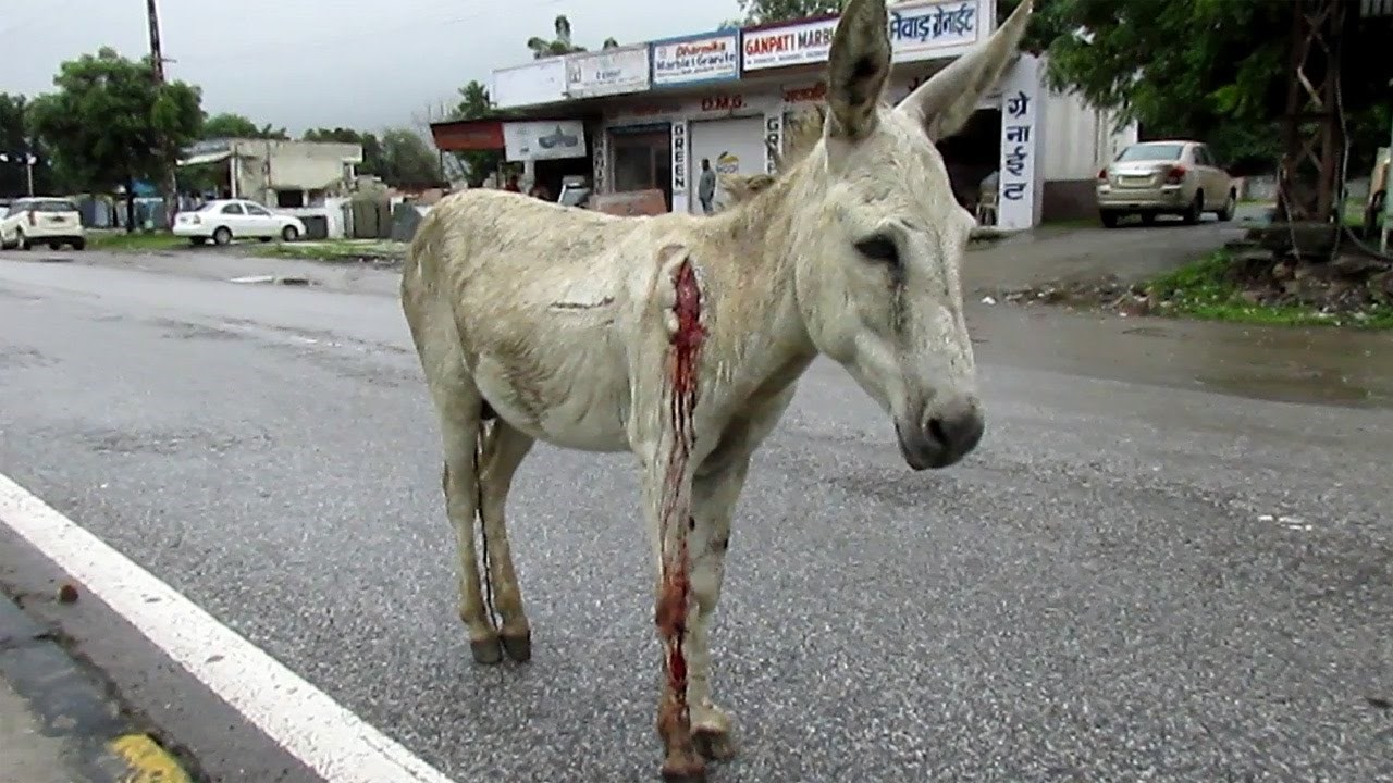 Spašen ozlijeđeni magarac nakon što ga vozač automobilom udario i pobjegao