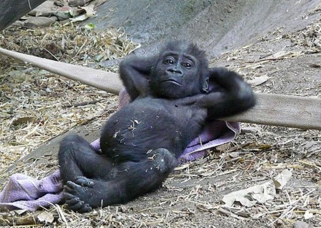 Čak i oni znaju čemu služi nedjelja