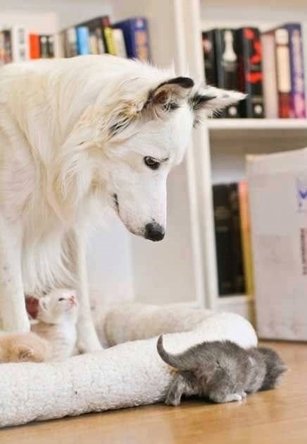 Pas-dadilja opet ima pune ruke posla s micekima