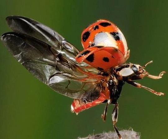 Bubamara: Nije baš tako slatka kad se skine, a?