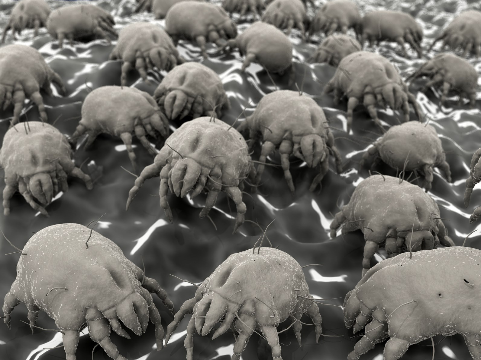 Ova gamad upravo gmiže po vama, vašoj odjeći, kosi..