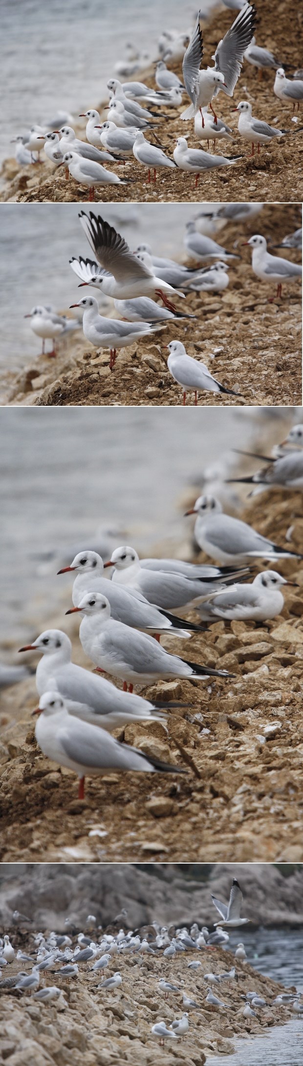 Prekrasni galebovi pozirali na plaži u Makarskoj