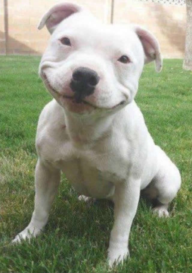 I sad neko kaže da su krvoločni