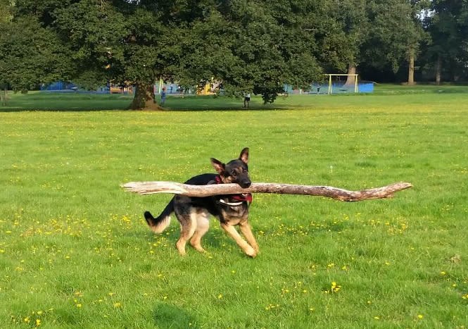 Prijatelju, našao sam stablo koje si mi bacio!