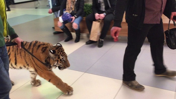 VIDEO Muškarac u pol bijela dana šetao tigra po trgovačkom centru!