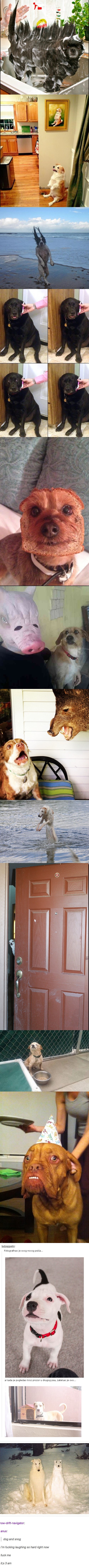 Urnebesne fotografije pasa koje će vaš dan učiniti vedrijim 