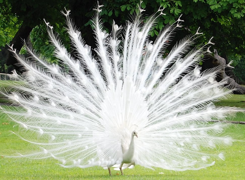 Albino paun u punom sjaju: Poput velike snježne pahulje